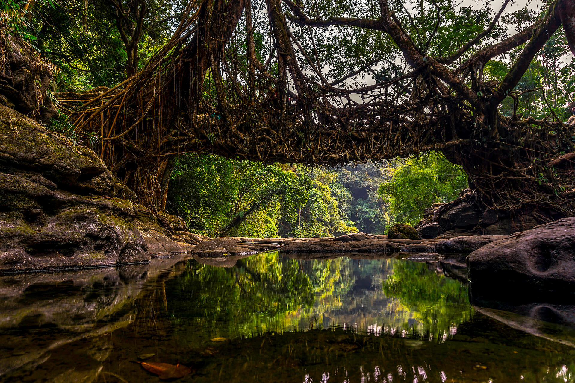 Mawlynnong-Living-Root-Bridge