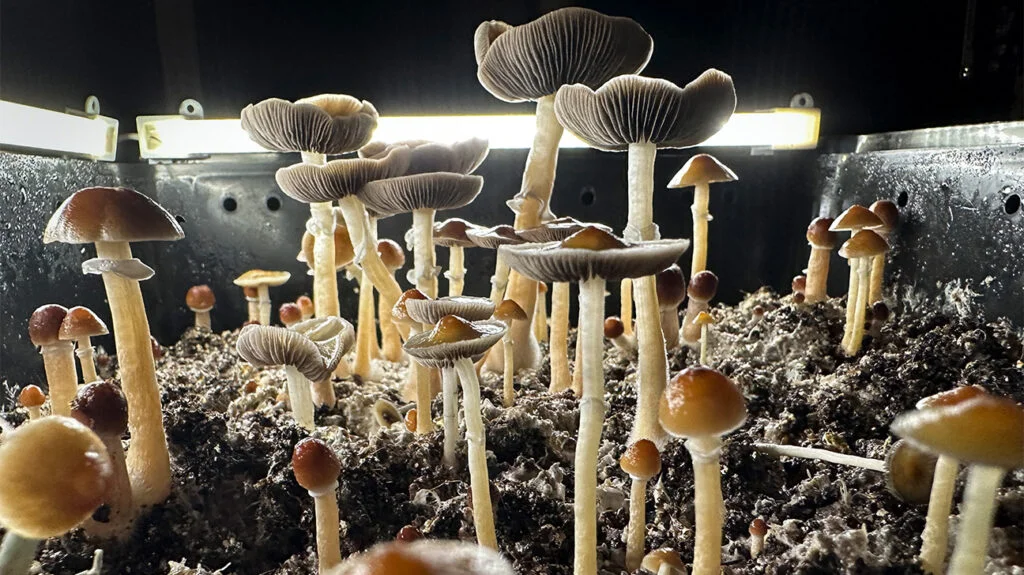 medical benefits of magic mushroom